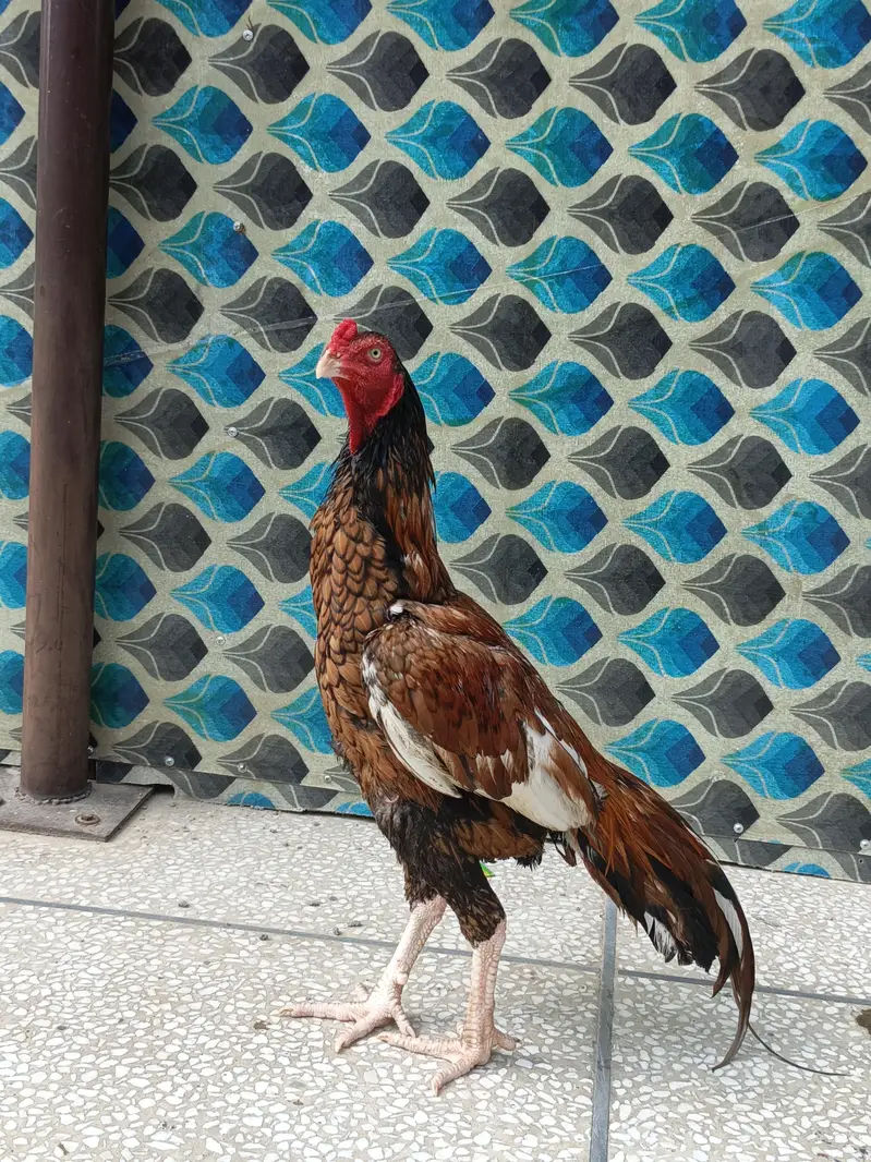 for sale Aseel MIANWALI — photo 2