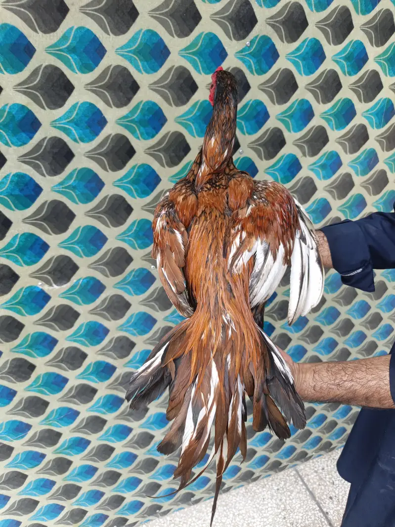 for sale Aseel MIANWALI — photo 3