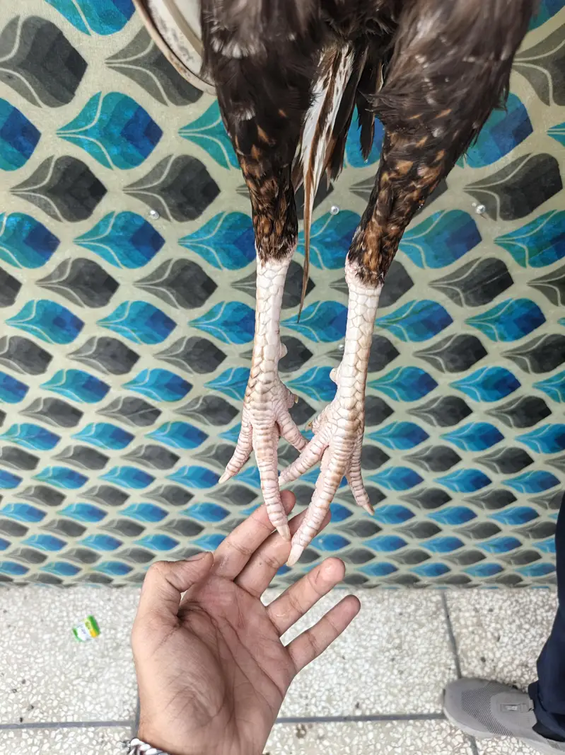 for sale Aseel MIANWALI — photo 6