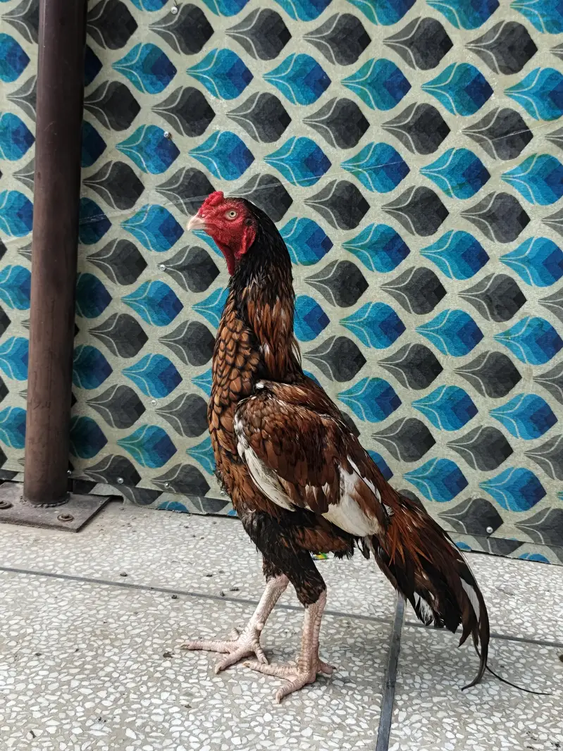 for sale Aseel MIANWALI — photo 7