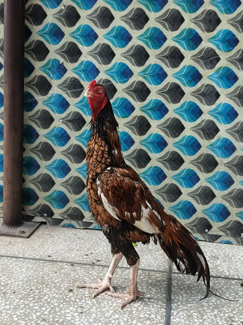 for sale Aseel MIANWALI — photo 8