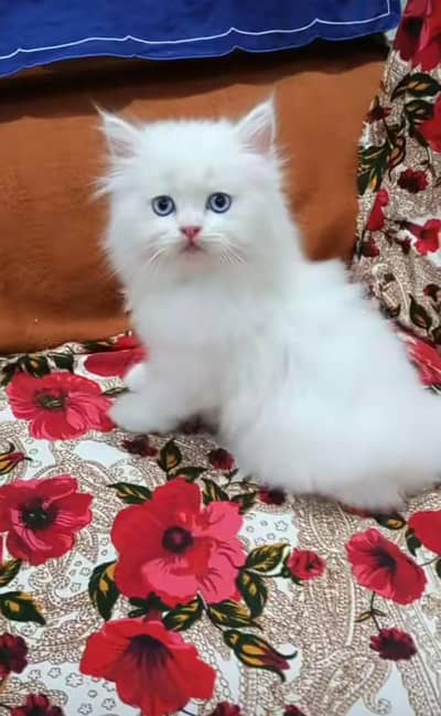 Persian kitten triple cot. for. . sale my WhatsApp03464290927