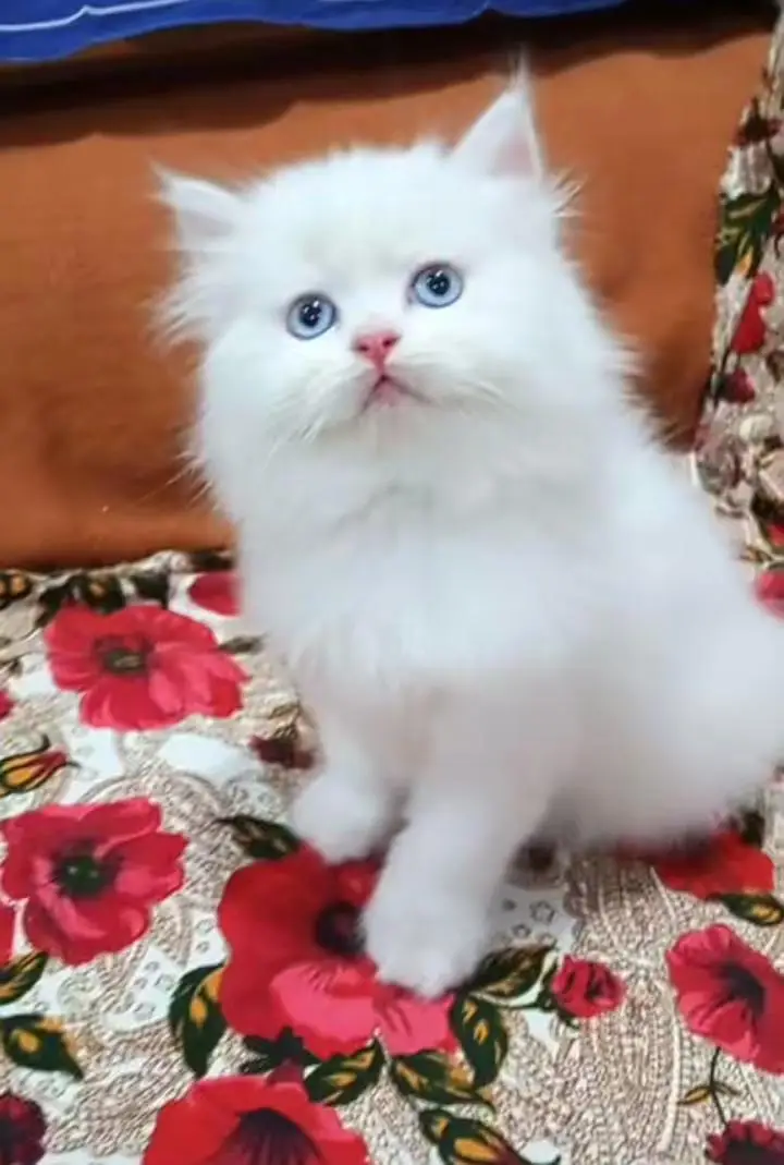 Persian kitten triple cot. for. . sale my WhatsApp03464290927 — photo 3