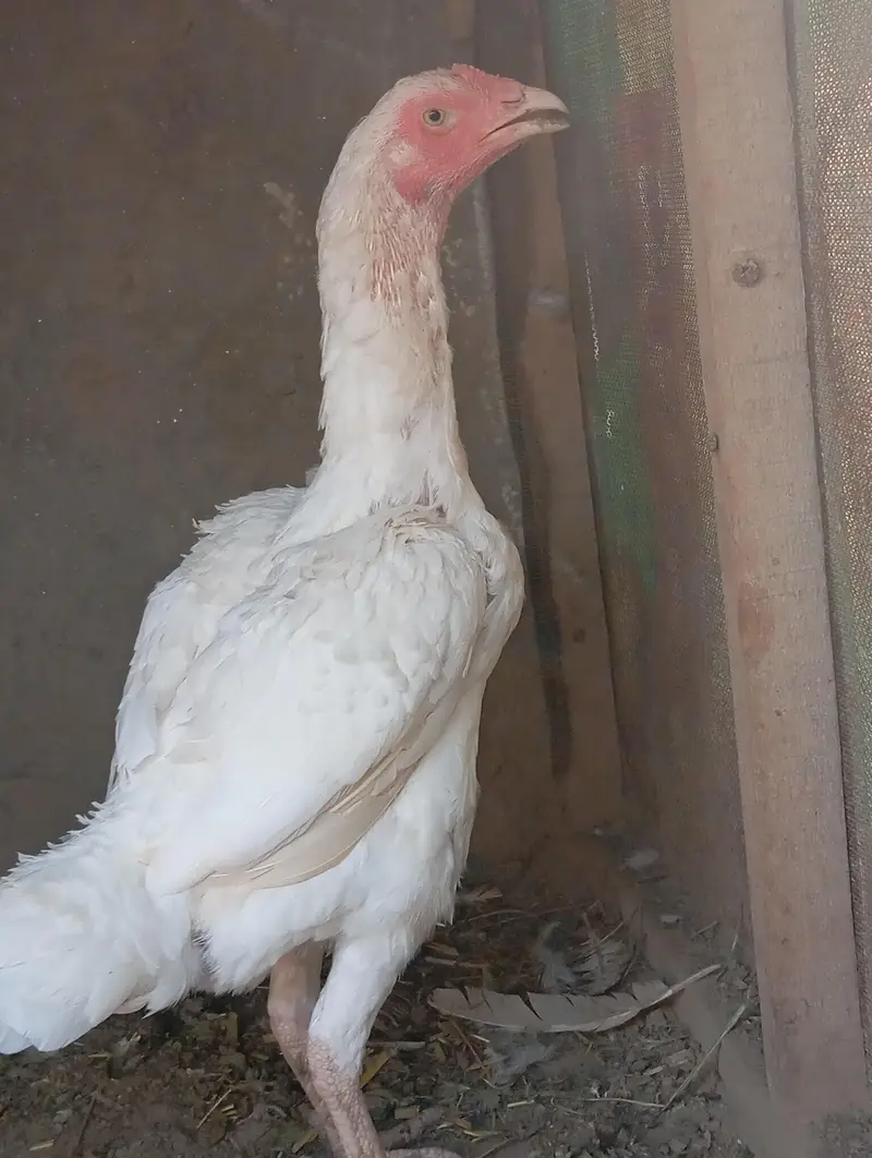 Heera Aseel — photo 2