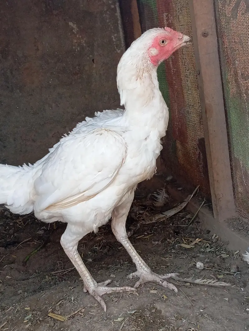 Heera Aseel — photo 3