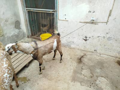 barbari breeder Bakra age 1.5year