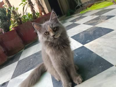 Persian kitten female cat