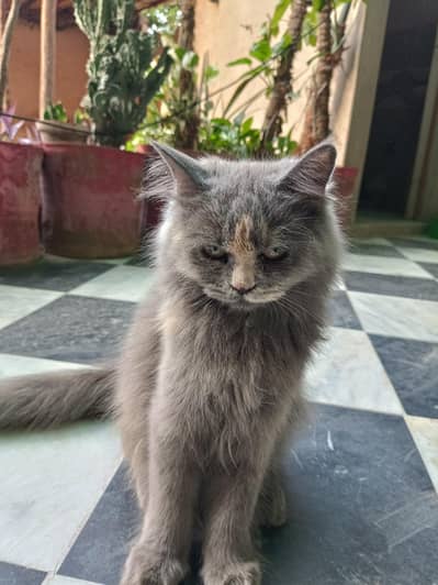 Persian kitten female cat