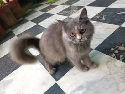 Persian kitten female cat