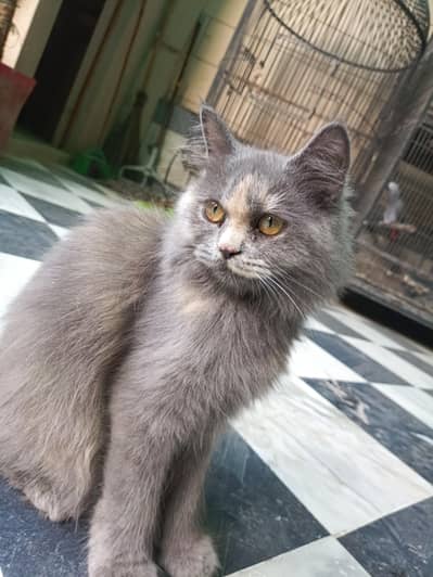 Persian kitten female cat