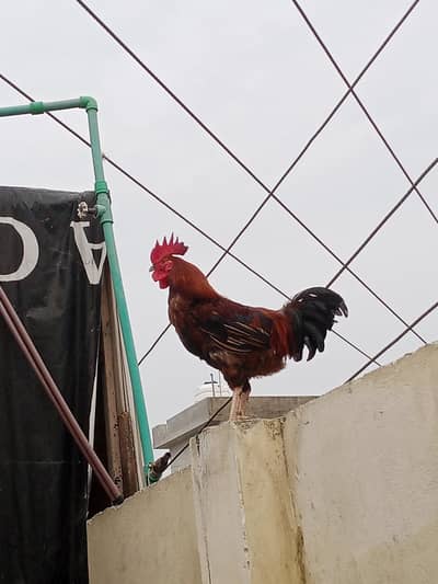 Daisy murgi or murga for sale