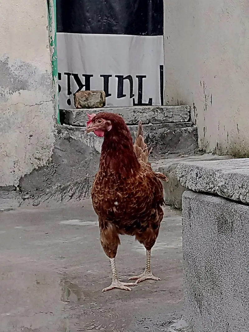 Daisy murgi or murga for sale — photo 2