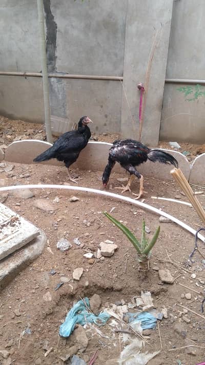active and heathy pair