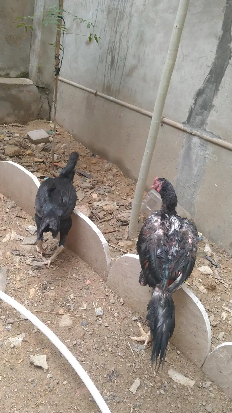 active and heathy pair — photo 2