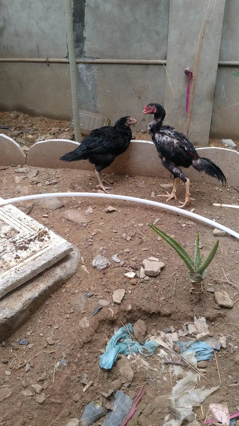 active and heathy pair — photo 3