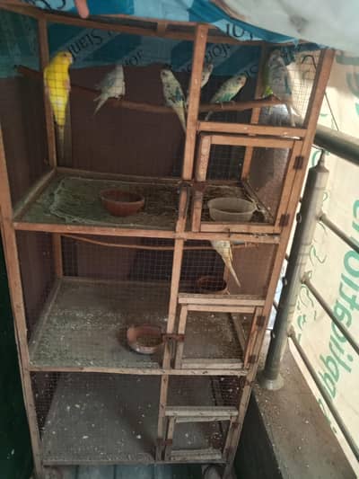 Budgie and cage