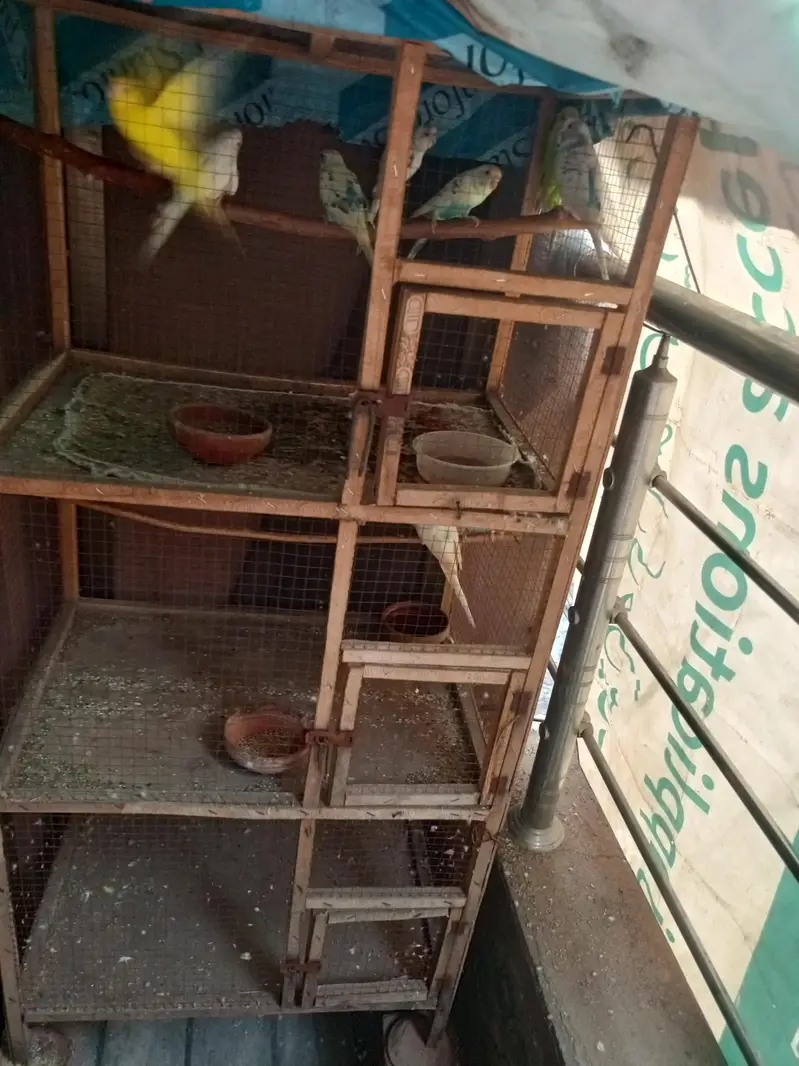 Budgie and cage — photo 2