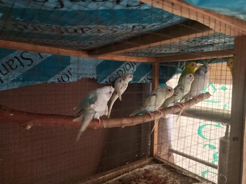 Budgie and cage — photo 3