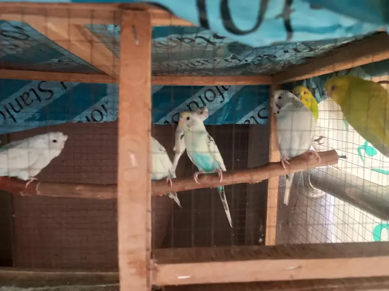 Budgie and cage — photo 4