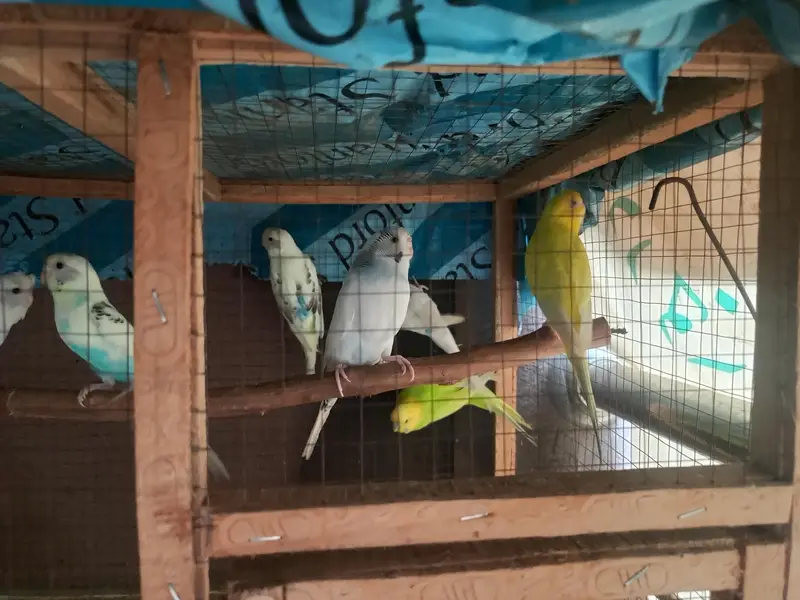 Budgie and cage — photo 5