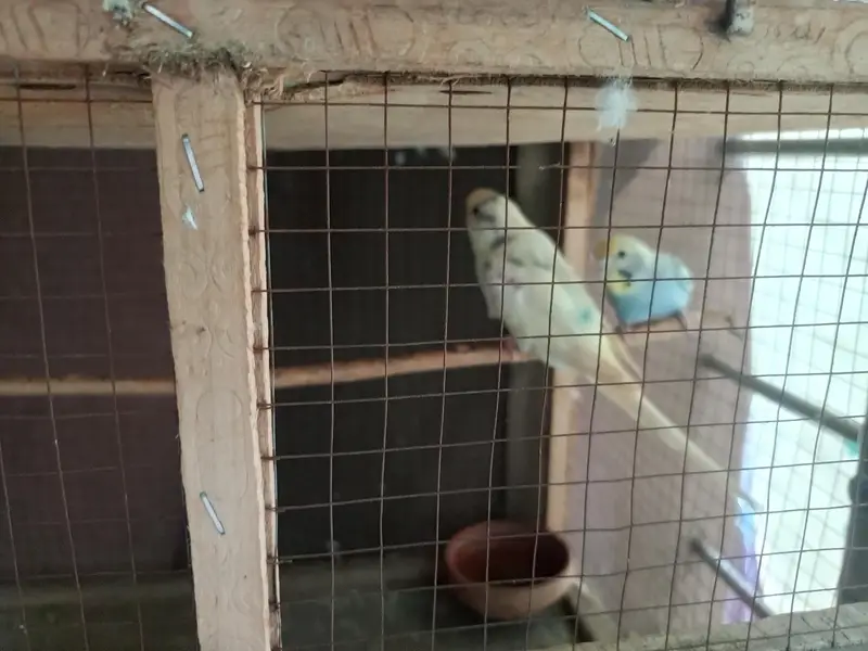 Budgie and cage — photo 6