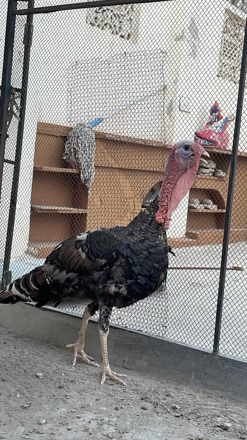 turkey bird 0