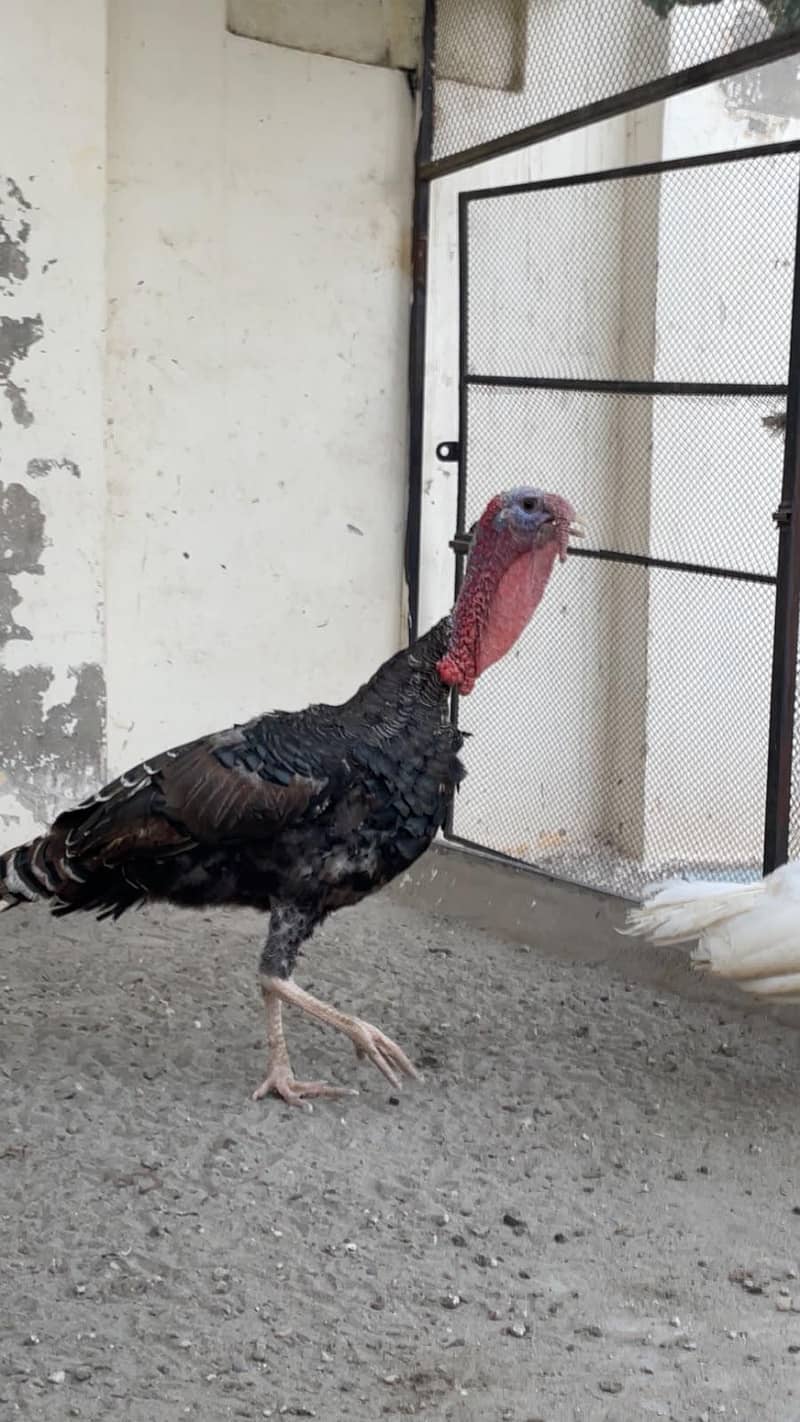 turkey bird 1