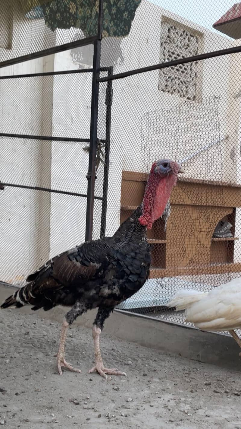 turkey bird 2