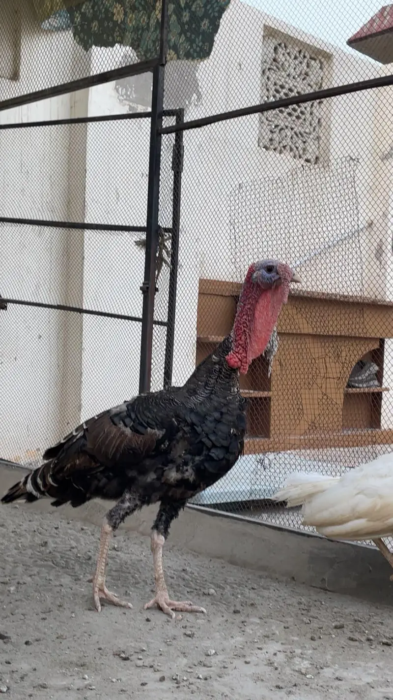 turkey bird — photo 3
