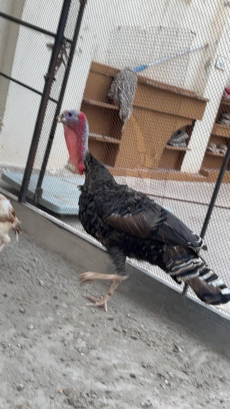 turkey bird 3