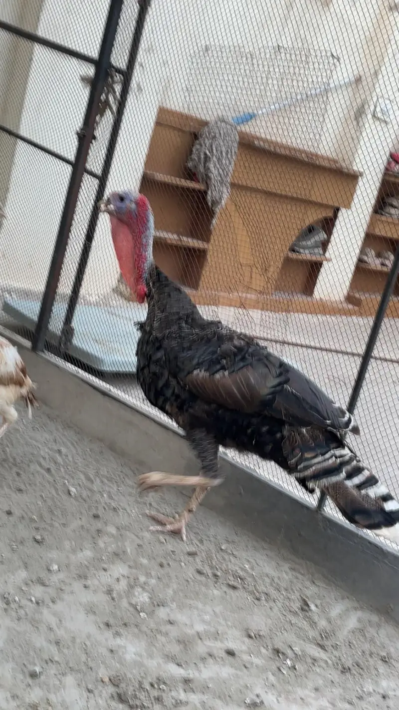turkey bird — photo 4