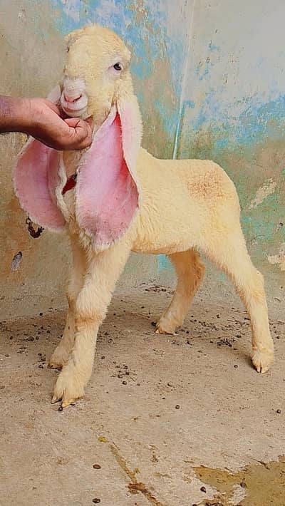 kakka kajla female age 2.5 month