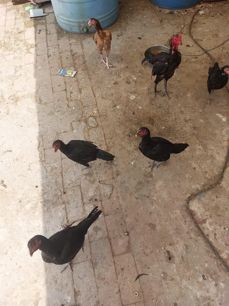 Aseel burmy and thai cross — photo 9