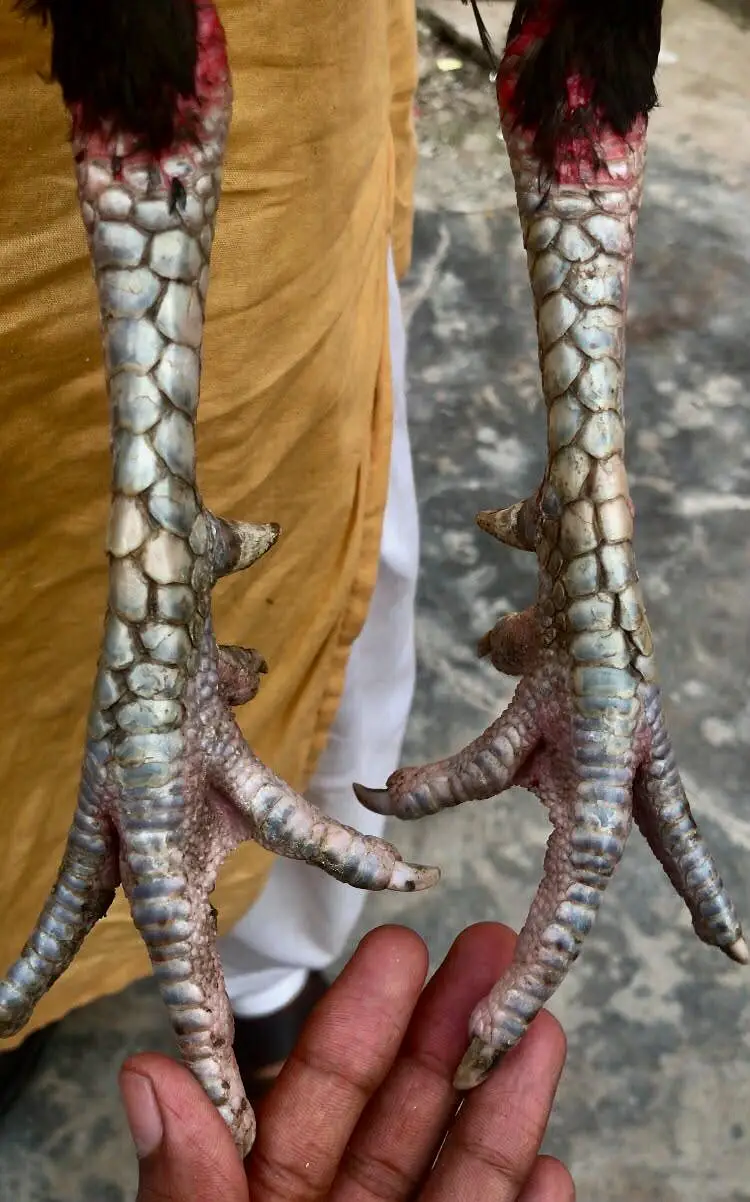 vaitnam/burmi — photo 3