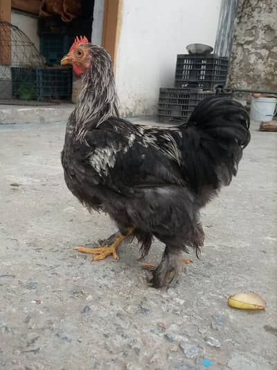 Bantam Breeder