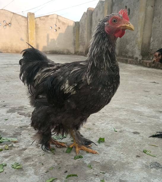 Bantam Breeder 1