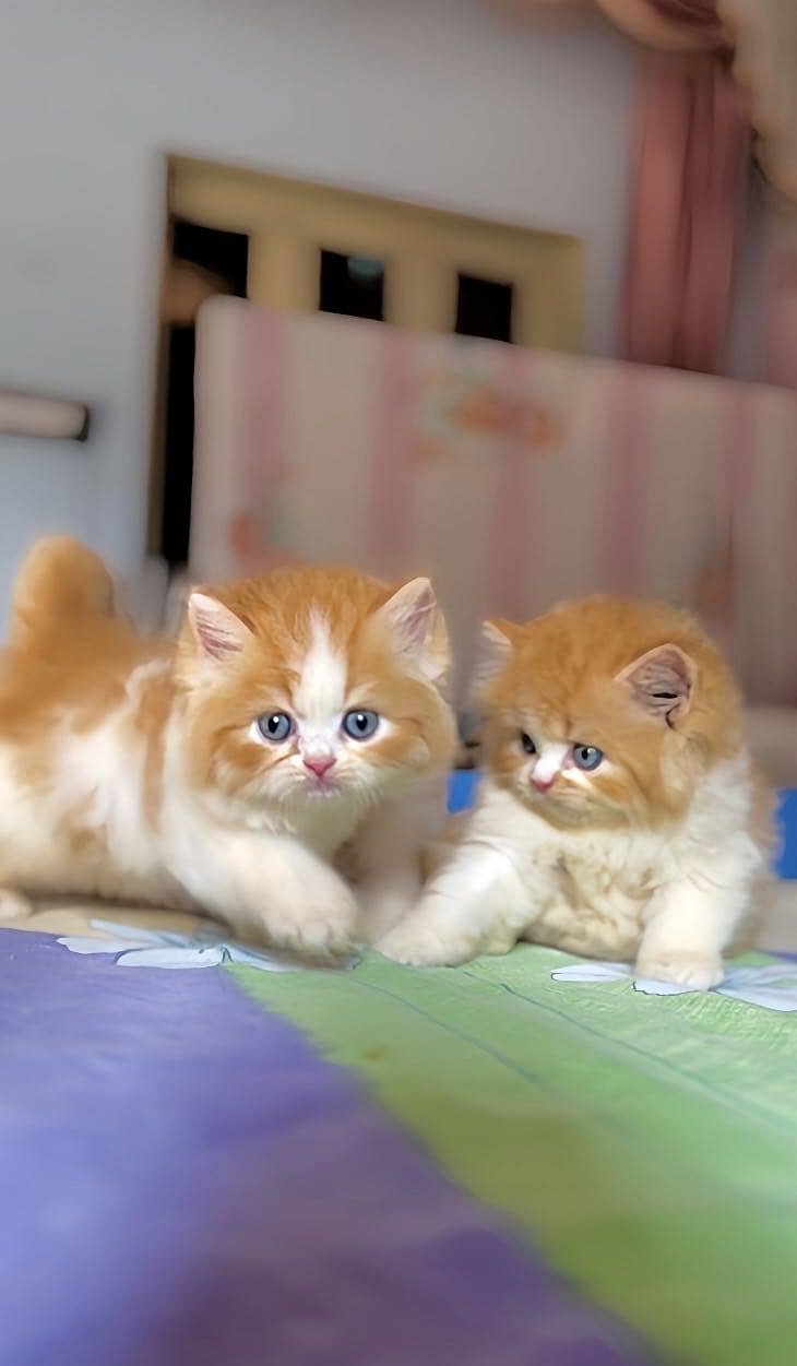 Persian Kittens 0
