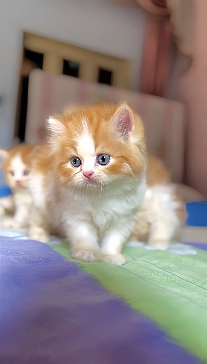 Persian Kittens 1