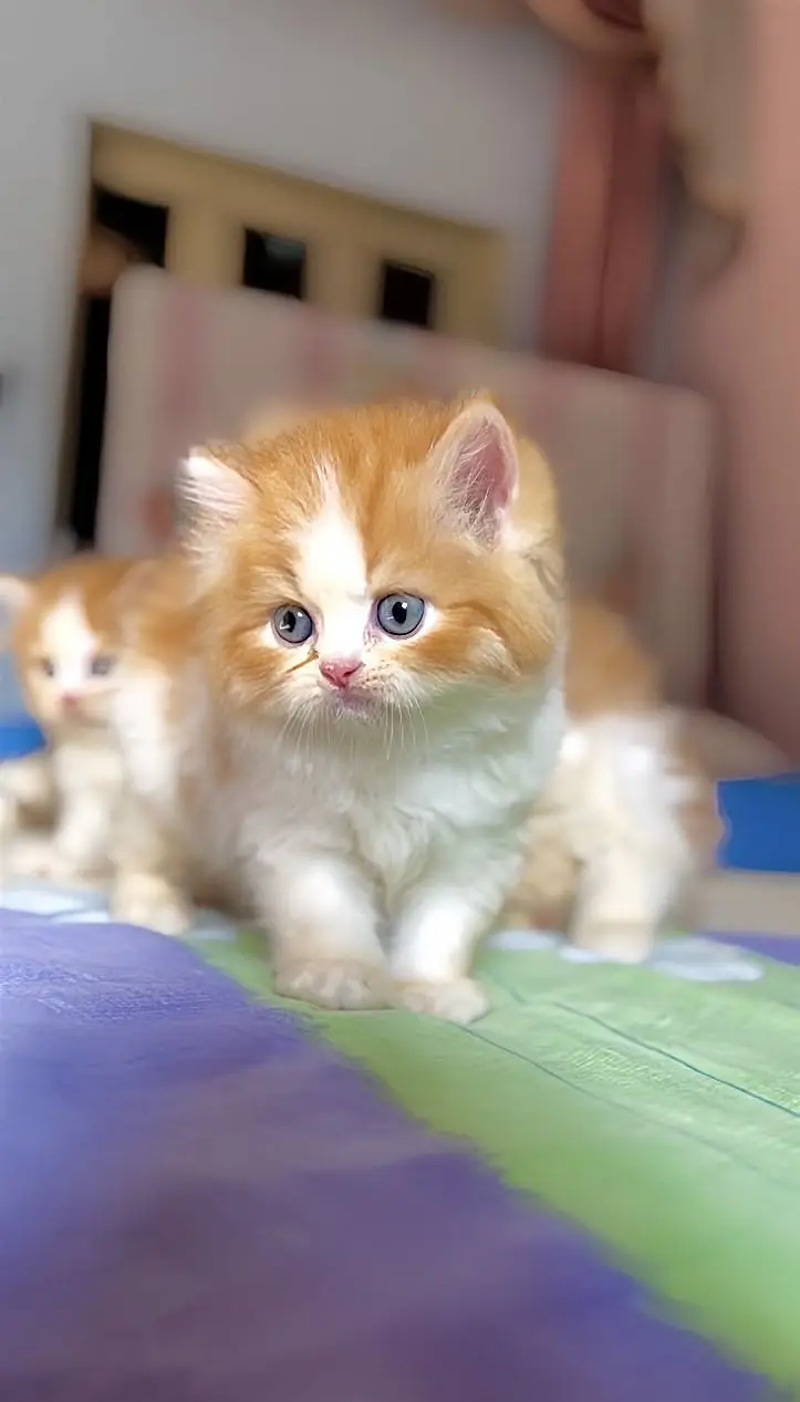 Persian Kittens — photo 2