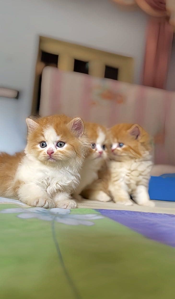 Persian Kittens 2