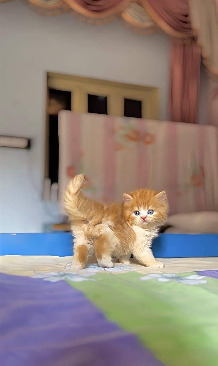 Persian Kittens 3