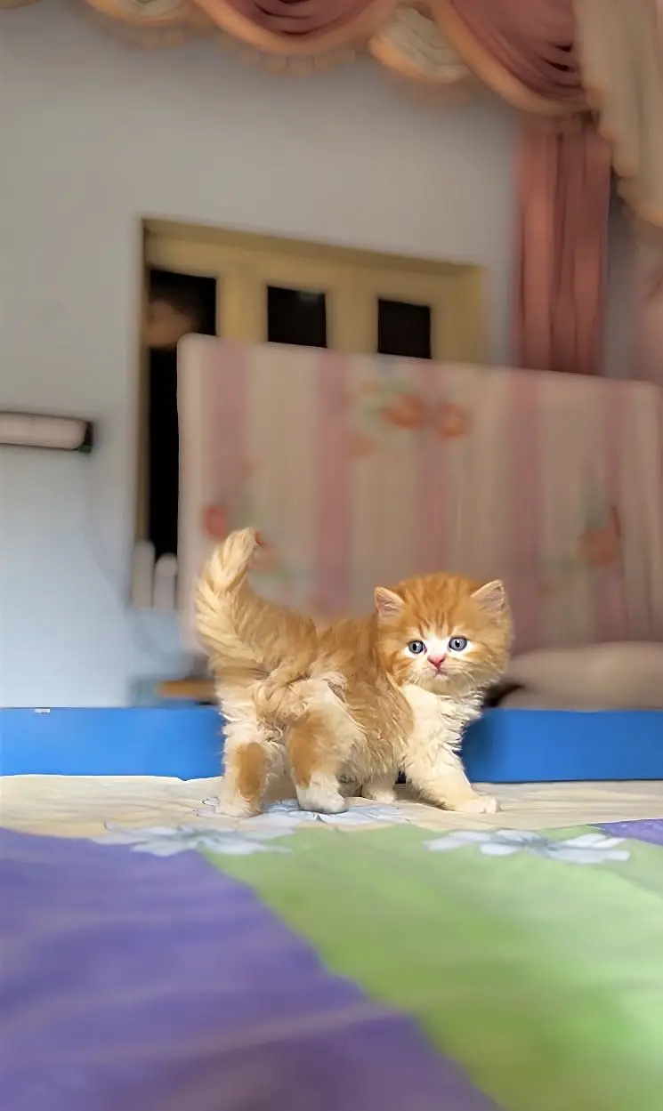 Persian Kittens — photo 4