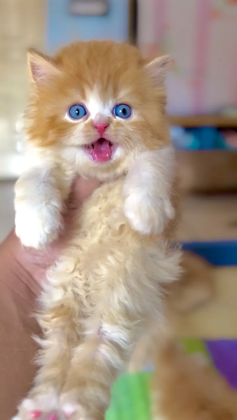 Persian Kittens — photo 5