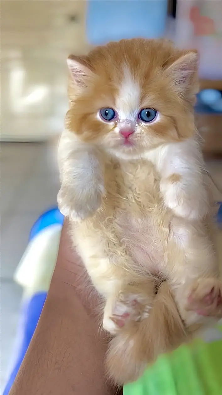 Persian Kittens — photo 6