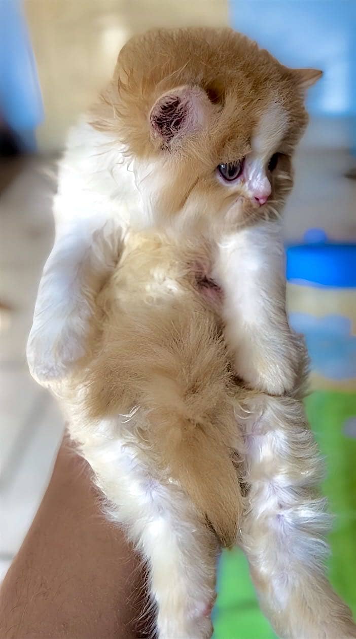 Persian Kittens 6