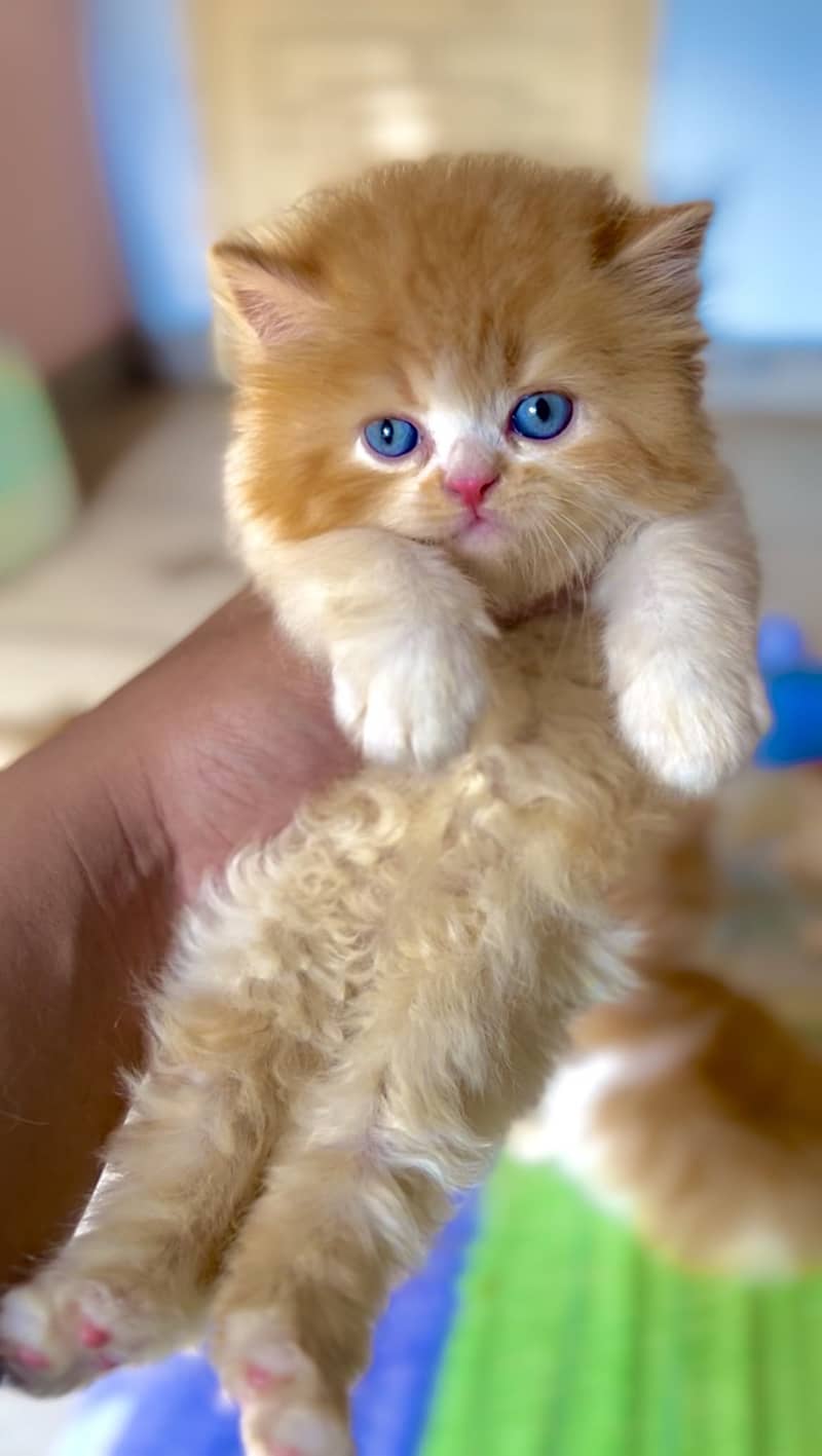 Persian Kittens 7