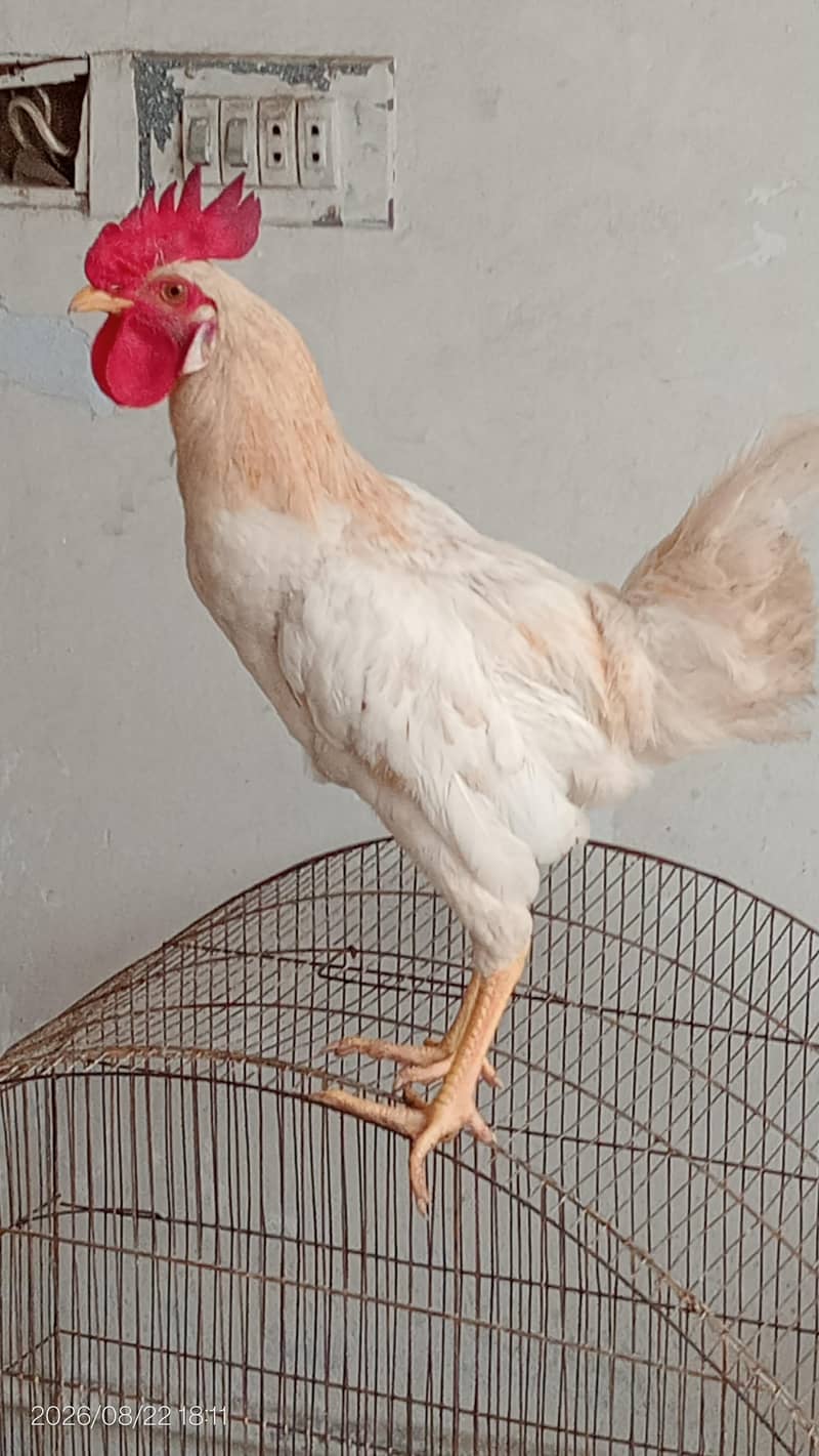 Desi murga 1