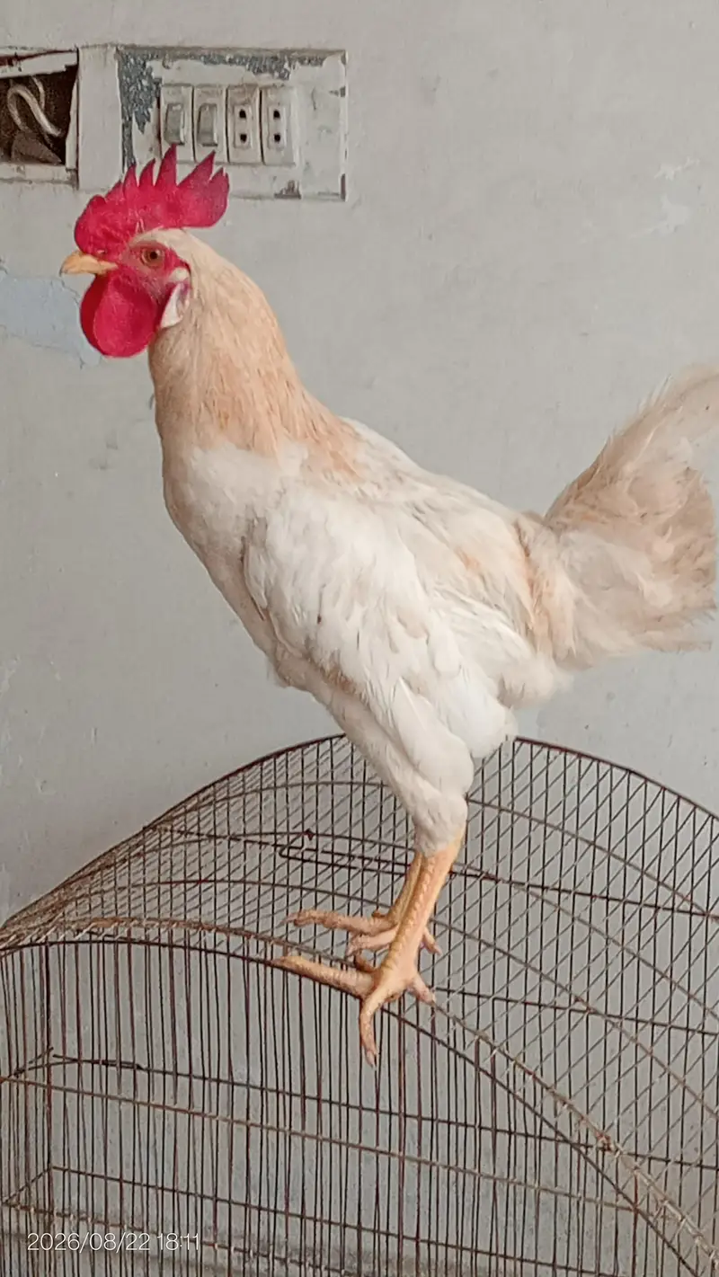 Desi murga — photo 2