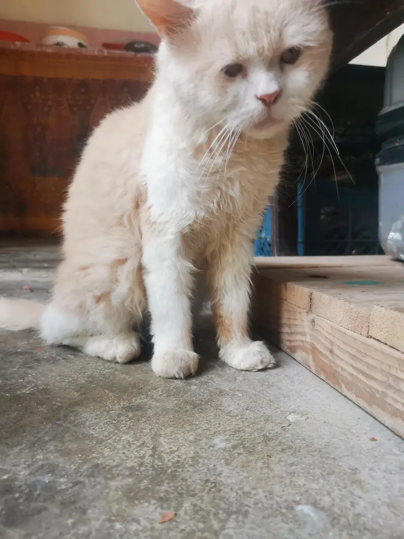 For Sale: Persian Mix — photo 2