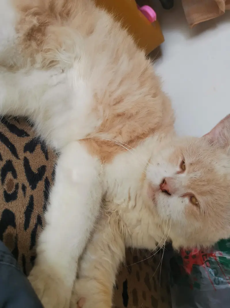 For Sale: Persian Mix — photo 3